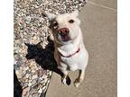 Thor Labrador Retriever Young Male