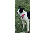 Prada Boston Terrier Puppy Female
