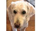 Missy Goldendoodle Senior Female