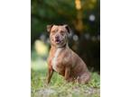 Adopt Butter - M a Dachshund, Hound