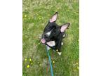Adopt NASH a Pit Bull Terrier, Mixed Breed
