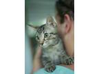 Adopt Pinto Bean a Domestic Short Hair