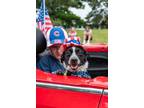 Adopt Chips Ahoy a Australian Cattle Dog / Blue Heeler, Mixed Breed