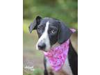 Adopt Jazz a Beagle / Hound (Unknown Type) / Mixed dog in Tomball, TX (38751863)