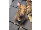 Adopt Toby a Irish Terrier, Jack Russell Terrier