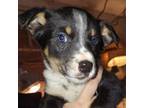 Adopt Sam a Australian Shepherd, Rat Terrier