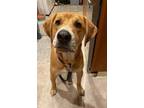 Adopt Trevor a Mixed Breed, Labrador Retriever
