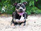Adopt CAPONE a Rottweiler