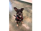 Adopt Mona a Labrador Retriever / Mixed dog in Big Spring, TX (38762168)