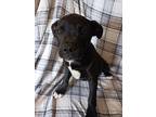Adopt KIM KOMANDO LOVES PUPPIES a Black - with Tan, Yellow or Fawn Border Collie