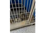 Adopt Biggie a Merle Australian Shepherd dog in Whiteville, NC (38746656)