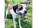 Adopt Maggie a White - with Brown or Chocolate Boxer / Mixed dog in Albany