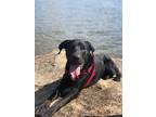 Adopt Moose a Black Labrador Retriever / Shar Pei / Mixed dog in Flagstaff