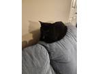 Adopt Simba a All Black American Shorthair / Mixed (short coat) cat in Columbus