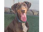 Adopt Athena a Brown/Chocolate - with White Doberman Pinscher / Pointer / Mixed