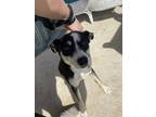 Adopt Pipa a Black - with White Australian Kelpie / Mixed dog in Hamilton