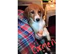 Adopt Carmen a Tan/Yellow/Fawn - with White Golden Retriever / Australian