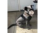 Adopt Journey (Zeus) a Labrador Retriever / Shepherd (Unknown Type) dog in