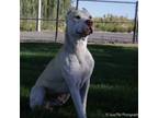 Adopt Chaco a Pit Bull Terrier