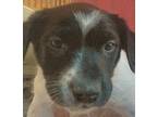 Ember (Daisy Mae) Hound (Unknown Type) Puppy Female