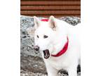 Jake Husky Senior Male