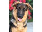 Florian von Baumann German Shepherd Dog Puppy Male