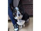 Shadow Corgi Adult Male
