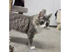 Percy Domestic Mediumhair Young Male