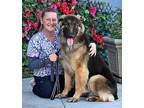 Bowie von Bosel German Shepherd Dog Young Male