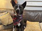 Kya Husky Adult Female