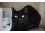 72667A Savannah Jane-Pounce Cat Cafe Domestic Shorthair Adult Female