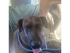 Ziggy Labrador Retriever Young Male