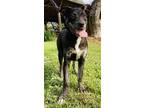 Hollie Plott Hound Adult Female