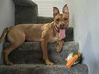 Peanut German Shepherd Dog Young Female