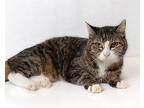 Esme Domestic Shorthair Senior Female