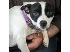 Nickajack (TN) Rat Terrier Adult Male