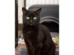 Selma Domestic Shorthair Senior Female