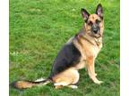 Lady German Shepherd Dog Adult Female