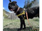 Kloe Mixed Breed (Large) Young Female