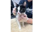 Momma Molly Domestic Shorthair Adult Female