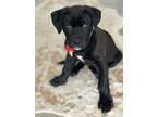 Tyson American Pit Bull Terrier Puppy Male