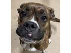 Nova Boxer Adult Female