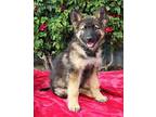 Bruno von Blomberg German Shepherd Dog Puppy Male
