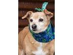 Barnie Dachshund Adult Male