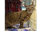 Molly Domestic Shorthair Adult Female