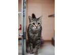 72647A Emilio-Pounce Cat Cafe Domestic Shorthair Adult Male