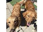 Duke Golden Retriever Young Male