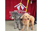 Fluff Poodle (Miniature) Senior Male