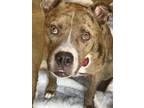 Riddler Catahoula Leopard Dog Adult Male