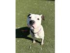 Cake Pop American Bulldog Adult Male